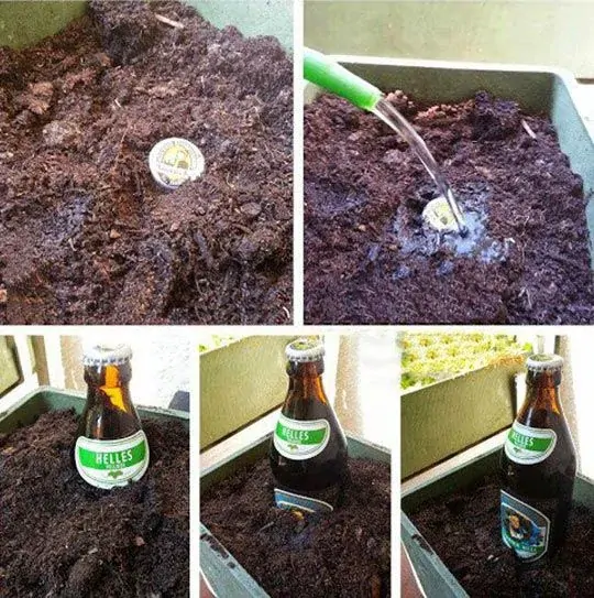 Comment faire pousser de la bière – Fillettes Pompettes